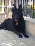 فروش توله سگ ژرمن شپرد شولاین در اصفهان در گروه سگ و گربه در یکمیوه