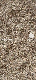 فروش شاهدانه امسال در تهران در گروه خرید و فروش غلات و حبوبات در یکمیوه