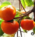 راهنمای خرید نهال کرج در گروه خرید و فروش نهالستان در یکمیوه