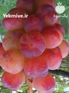 راهنمای خرید نهال انگور اصفهان در گروه خرید و فروش نهال انگور در یکمیوه