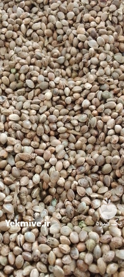 فروش شاهدانه امسال در یزد در گروه خرید و فروش غلات و حبوبات در یکمیوه -عکس1