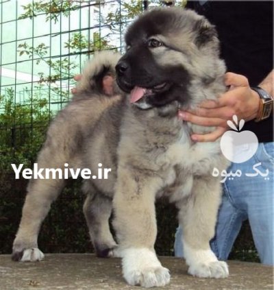 فروش محدود سگ قفقازی در کرج در البرز در گروه سگ و گربه در یکمیوه -عکس1