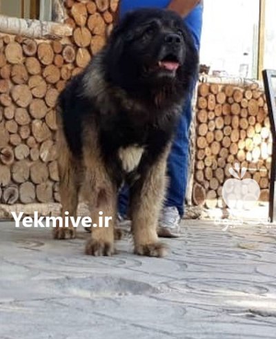 فروش محدود سگ قفقازی در کرج در البرز در گروه سگ و گربه در یکمیوه -عکس2