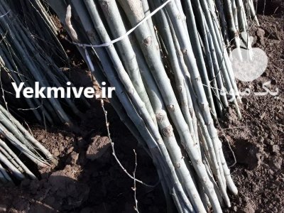 راهنمای کاشت صنوبر اهر در سلماس در گروه خرید و فروش نهال صنوبر در یکمیوه -عکس2