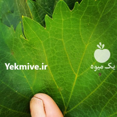 شوربرگ دلمه انگور در بجنورد در گروه خرید و فروش انگور در یکمیوه -عکس1