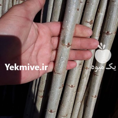 راهنمای فروش نهال صنوبر خوی در ارومیه در گروه خرید و فروش نهال صنوبر در یکمیوه -عکس1