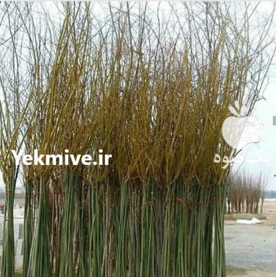 راهنمای فروش نهال صنوبر خوی در ارومیه در گروه خرید و فروش نهال صنوبر در یکمیوه -عکس3