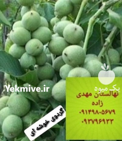 راهنمای کاشت نهال گردو چندلر بوکان در آذربایجان غربی در گروه خرید و فروش نهال گردو در یکمیوه -عکس2