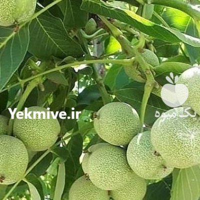 ثروتمند شدن با کاشت نهال گردو در گروه خرید و فروش نهال گردو در یکمیوه -عکس4