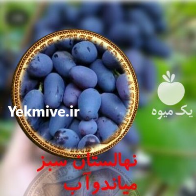 آموزش کاشت نهال انگور میاندوآب در گروه خرید و فروش نهال انگور در یکمیوه -عکس3