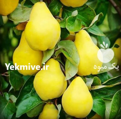 نهال کاشت نهال اصلاح شده پیوندی در ملارد در گروه خرید و فروش نهال اصلاح شده در یکمیوه -عکس1