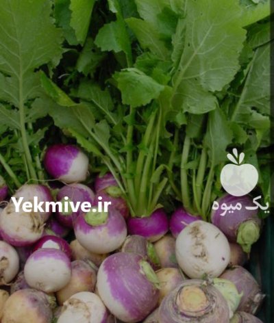 فروش شلغم در شیراز در گروه خرید و فروش شلغم در یکمیوه -عکس1