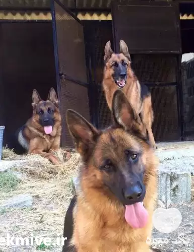 سگ ژرمن شپرد اصیل با خلق در تهران در گروه سگ و گربه در یکمیوه -عکس1