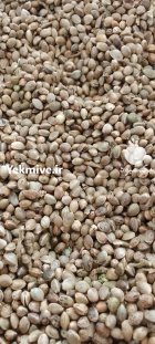 فروش شاهدانه امسال در یزد در گروه خرید و فروش غلات و حبوبات در یکمیوه