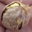 راهنمای کاشت گردو ژنوتیپ برتر شهرستان سقز در پیرانشهر در گروه خرید و فروش نهال گردو در یکمیوه