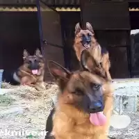 سگ ژرمن شپرد اصیل با خلق در تهران در گروه سگ و گربه در یکمیوه