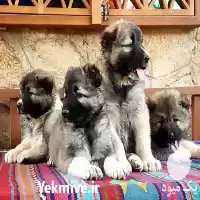 فروش محدود سگ قفقازی در کرج در البرز در گروه سگ و گربه در یکمیوه