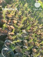 قلمه لاوسون سطل چهار در تنکابن در گروه خرید و فروش بذر گل در یکمیوه