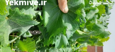 شور برگ دلمه امسالی زرد رنگ در بجنورد در گروه محصولات ترشی در یکمیوه -عکس1