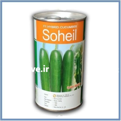 بذر خیار زودرس سهیل نونگووبیو در گروه خرید و فروش بذر خیار در یکمیوه -عکس1