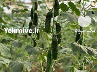 فروش بذر خیار خاردار سورین انزازادن در گروه خرید و فروش بذر خیار در یکمیوه -عکس1