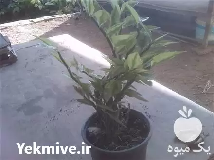 قیمت خرید پدیلانتوس در تهران در گروه خرید و فروش گیاهان زینتی در یکمیوه -عکس1