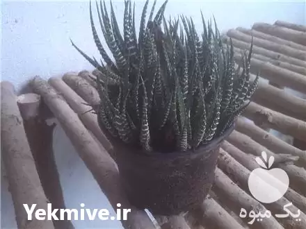 قیمت خرید کاکتوس در تهران در گروه خرید و فروش گیاهان زینتی در یکمیوه -عکس1