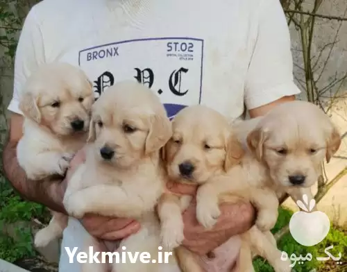 مرجع پرورش فروش سگ گلدن رتریور در تهران در گروه سگ و گربه در یکمیوه -عکس1