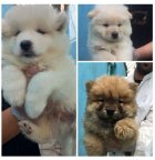 فروش توله سگ چاو چاو اصیل در تهران در گروه سگ و گربه در یکمیوه