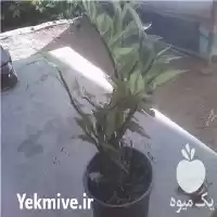 قیمت خرید پدیلانتوس در تهران در گروه خرید و فروش گیاهان زینتی در یکمیوه