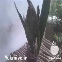 فروش سانسوریا پوست ماری در تهران در گروه خرید و فروش گیاهان زینتی در یکمیوه