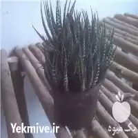 قیمت خرید کاکتوس در تهران در گروه خرید و فروش گیاهان زینتی در یکمیوه