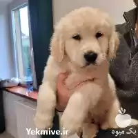 فروش ویژه سگ گلدن رتریور بازیگوش در گروه سگ و گربه در یکمیوه