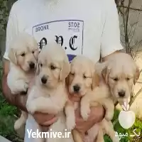 مرجع پرورش فروش سگ گلدن رتریور در تهران در گروه سگ و گربه در یکمیوه