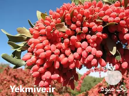 قیمت خرید نهال زرشک در اصفهان در گروه خرید و فروش نهال زرشک در یکمیوه -عکس1