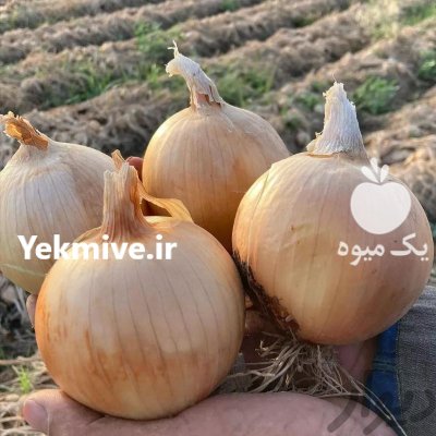 فروش بذر پیاز زرد DUSTER سمینیس در اهواز در گروه خرید و فروش بذر پیاز در یکمیوه -عکس2