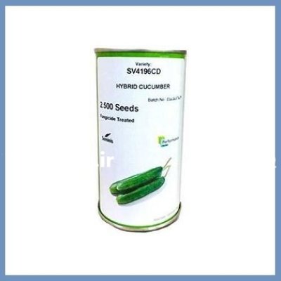 بذر خیار SV 4196 CD سمینیس فروش ارسال در گروه خرید و فروش بذر خیار در یکمیوه -عکس1