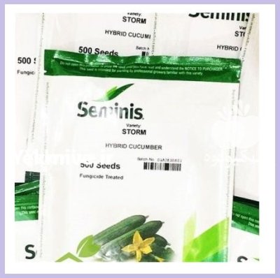 فروش بذر خیار گلخانه ای استورم در گروه خرید و فروش بذر خیار در یکمیوه -عکس1