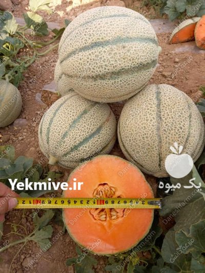 بذر ملون خربزه و یونا در اهواز در گروه خرید و فروش بذر ملون در یکمیوه -عکس3