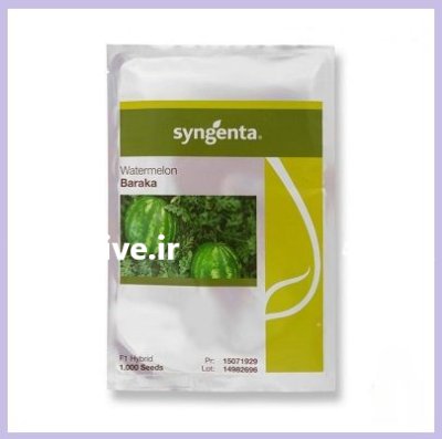 فروش بذر هندوانه سینجینتا باراکا در گروه خرید و فروش بذر هندوانه در یکمیوه -عکس1