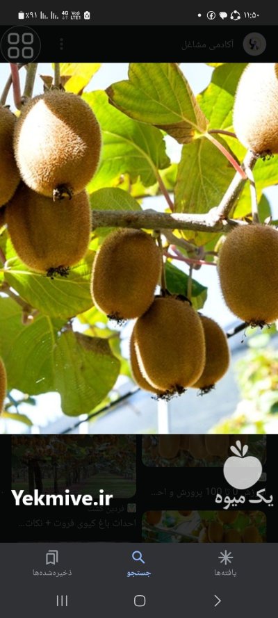 اجاره باغ کیوی در ساری در گروه اجاره باغ میوه در یکمیوه -عکس1