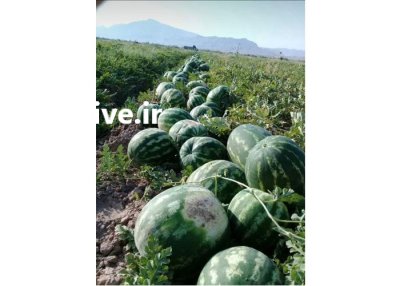 فروش بذر هندوانه HYTEC آمریکا بذر در اهواز در گروه خرید و فروش بذر هندوانه در یکمیوه -عکس2