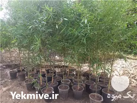 نهال بامبو همیشه سبز در لاهیجان در گروه خرید و فروش نهال بامبو در یکمیوه -عکس1
