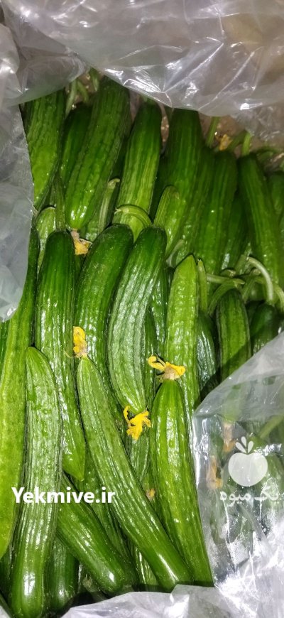 فروش خیار درجه یک صادراتی در گروه خرید و فروش خیار در یکمیوه -عکس1