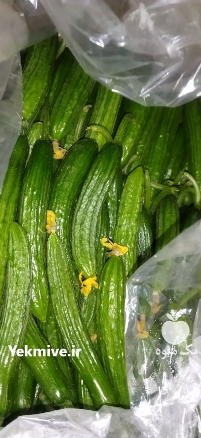 فروش خیار درجه یک صادراتی در گروه خرید و فروش خیار در یکمیوه -عکس2