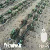 قیمت خرید تامین کننده لوله اتصالات در اصفهان در گروه خرید و فروش لوله کشاورزی در یکمیوه