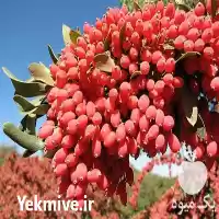 قیمت خرید نهال زرشک در اصفهان در گروه خرید و فروش نهال زرشک در یکمیوه