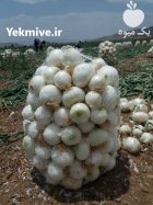 بذر پیاز سفید مینروا در گروه خرید و فروش بذر پیاز در یکمیوه