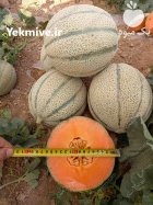 بذر ملون خربزه و یونا در گروه خرید و فروش بذر ملون در یکمیوه