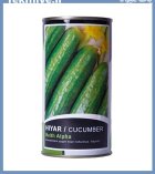 فروش بذر خیار ترکیه بذر خیار در گروه خرید و فروش بذر خیار در یکمیوه